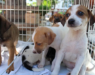 Mart Minas promove feira de adoção de pets